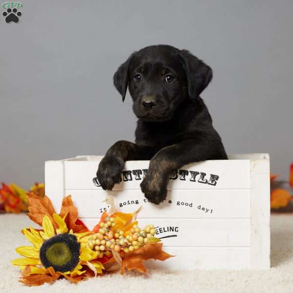 Leo, Black Labrador Retriever Puppy